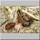 Picromerus bidens - Zweizaehnige Dornwanze attackiert Acronicta rumicis - Ampfereule 01a.jpg